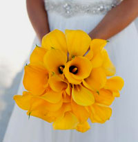 Clic Puerto Vallarta weddings